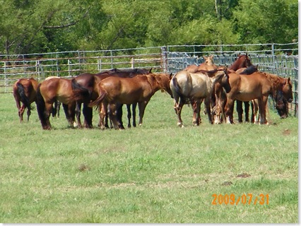 wild horses in the adoption program