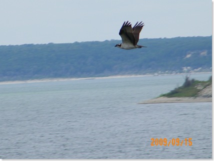 a hawk in flight.  