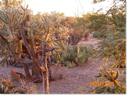 cactus garden at dusk