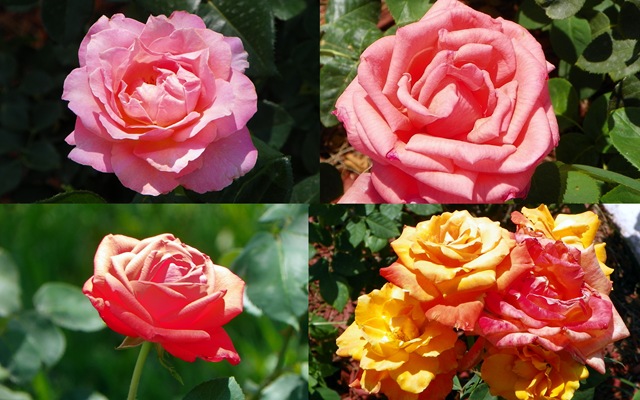 [2011 Apr 6 TOT roses2-1[3].jpg]