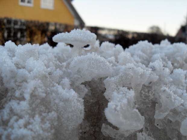 blomkålssne, januar 2011