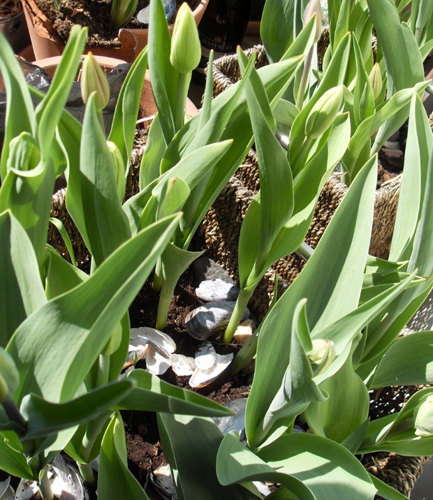 et mindre tulipanhav