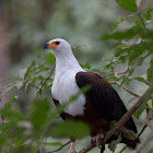 African Fish Eagle