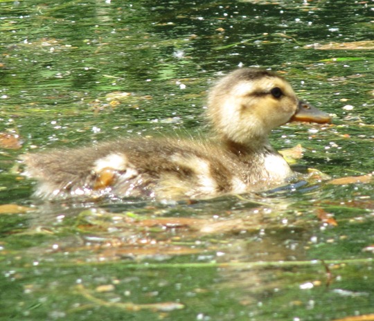 Toronto Island baby duck