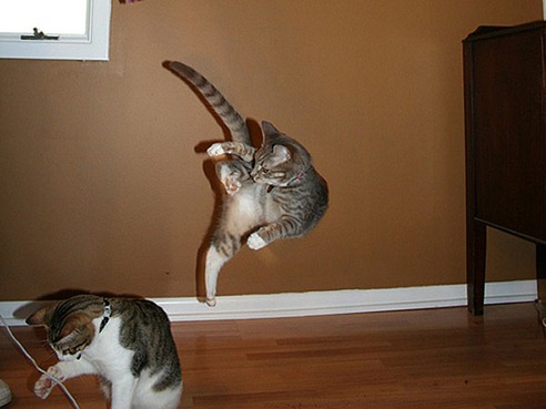 Karate-Kitties11