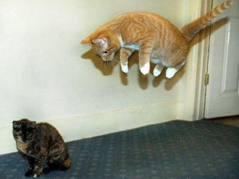 Karate-Kitties13