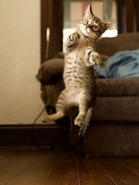Karate-Kitties20