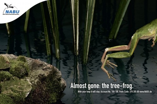 [nabutreefrog-500x333[4].jpg]