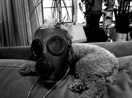 dog-wearing-gas-mask