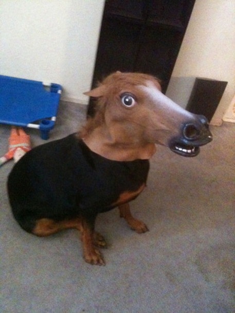dog-wearing-horsehead-mask