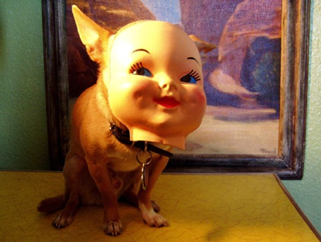 dog-wearing-mask-baby