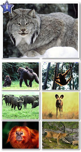 wallpaper download 2011. Free Wallpapers Download