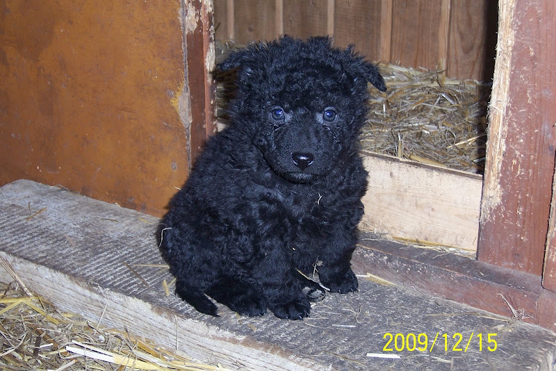 2009.12.15%20%20A-alom%20031.jpg