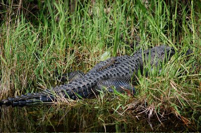 Everglades National Park - momma gator with baby on her back