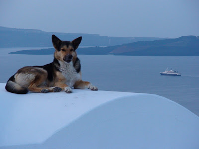 Santorini dogs