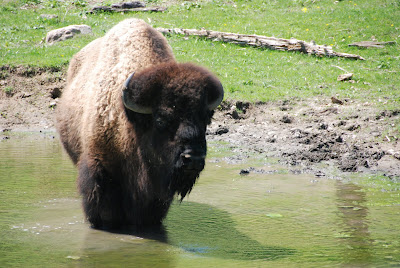 Minnesota Zoo - bison