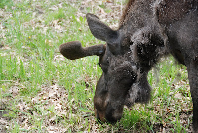 Minnesota Zoo - moose