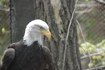 Minnesota Zoo - eagle