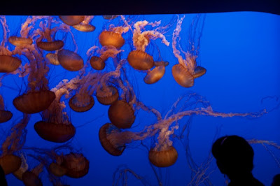 The jellyfish of Monterey Bay Aquarium