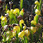 California pitcher plant