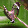 Clearwing