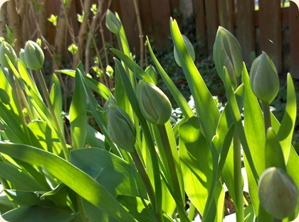 Tulipaner på spring