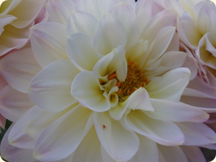 Dahlia x hortensis