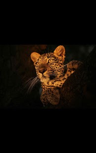 How to download HD Photo Spot Light LWP 1.02 mod apk for android