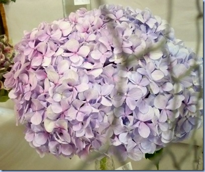 hydrangea mauve