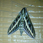 White-lined Sphinx Moth