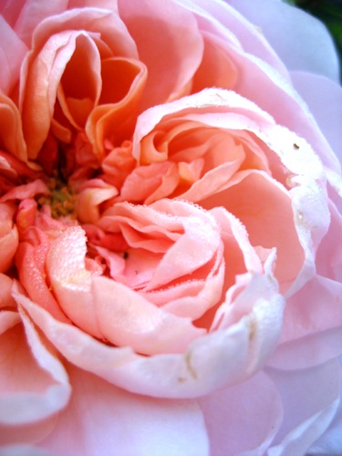 [rosecloseup3.jpg]