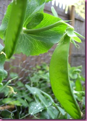 snow peas closeup