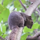 Gray-Bellied Squirrel
