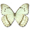 [butterfly (14)[3].png]