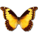 butterfly (15)