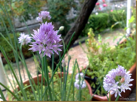 chives-23052009016