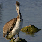 Brown Pelican