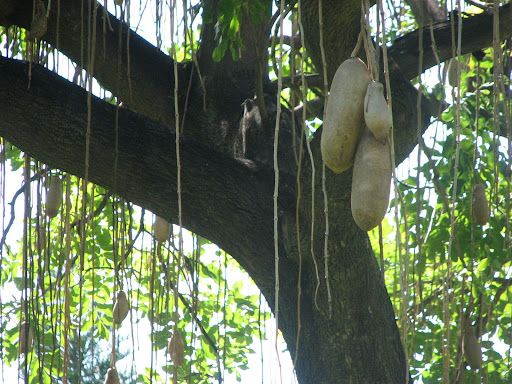 https://lh4.ggpht.com/_Q5ypw5NgCVY/R5FEGD1e_-I/AAAAAAAAAEU/iSTaWqXBtCA/hanging+potatoes.JPG