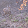 Bushbuck