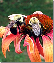 BeesOnConeflower