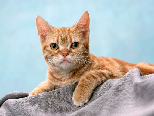 pussy wallpapers 1600x1200.