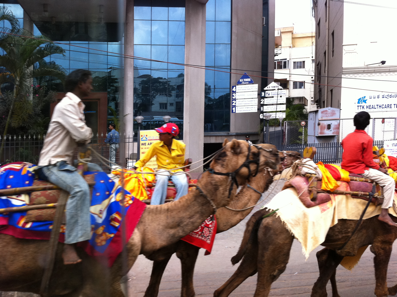 Camels in Bangalore!