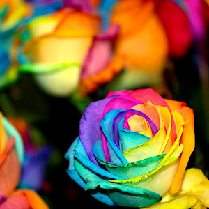 Crazy Colors Live Wallpaper.apk 1.0