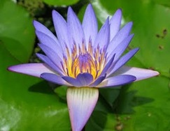 Lotus_Blossom