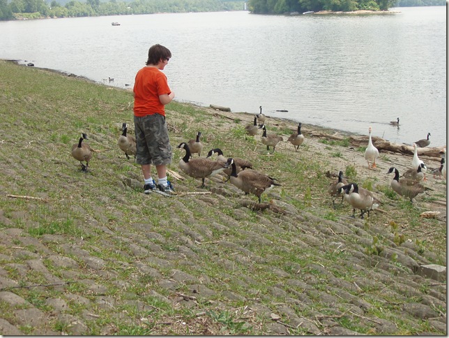 izzy and the geese one