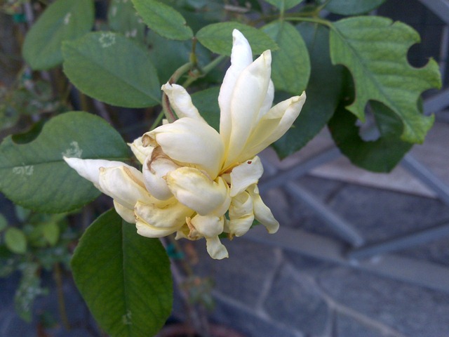 [13092009014[2].jpg]