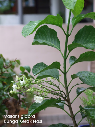 My Sunny Happy Garden Bunga Kerak Nasi Fragrant Blooms Series