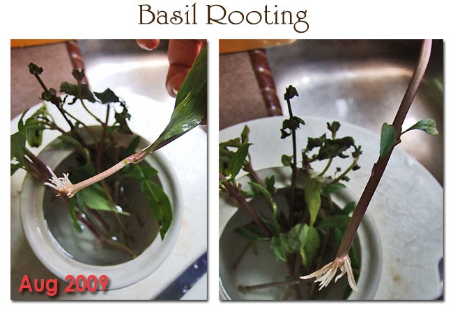 Growth Progress of Thai Basil My Sunny Happy Garden