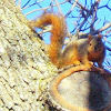 Fox Squirrel