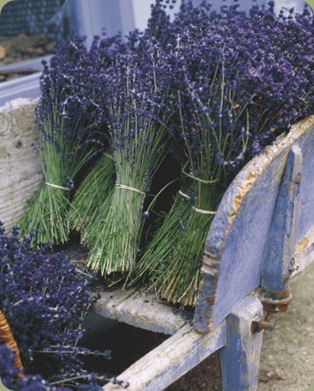 gunter-rossenbach-lavender-harvest